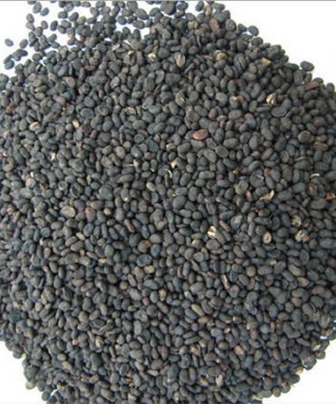 Kaarboga Arisi Dry / Babchi Dry Seed / கார்போக அரிசி