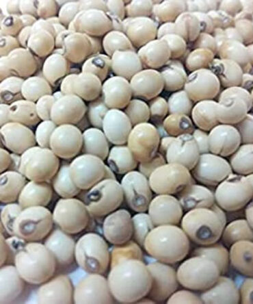 Vellai Gundumani / White Coral bead vine / வெள்ளை குன்றிமணி