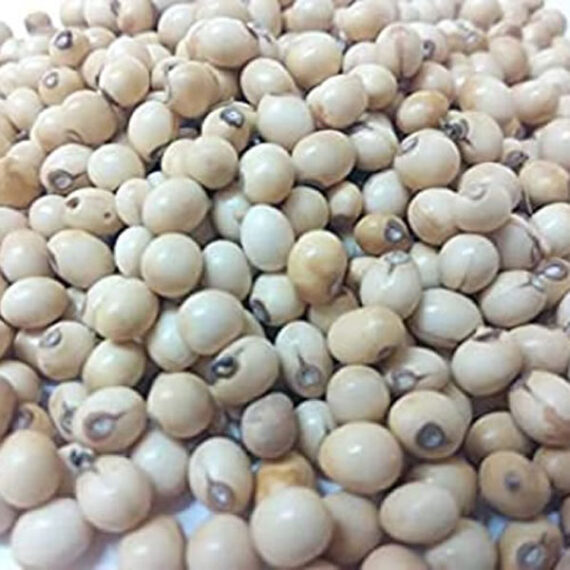 Vellai Gundumani / White Coral bead vine / வெள்ளை குன்றிமணி