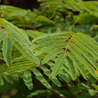 Arapu ilai (Dried) / Dried Oil Cake Tree Leaves / அரப்பு