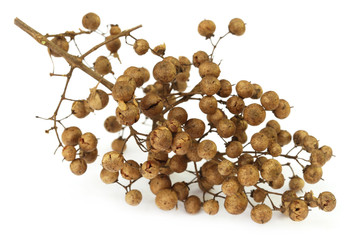 Maruthani Vithai (Raw form) / Dried Henna Seed / மருதாணி