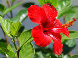 Semparuthi Poo (Powder) / Hibiscus Flower Powder / செம்பருத்தி பூ